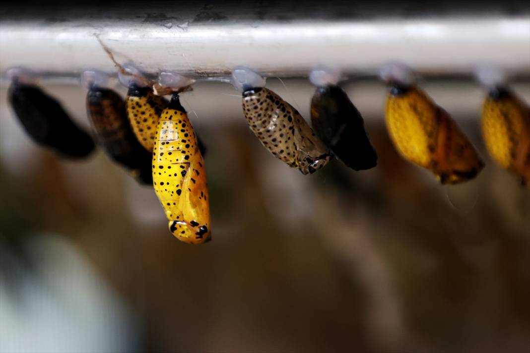 Konya’nın ünlü bahçesinde 10 bin kelebek vuslat için ilk kez kanat çırpacak 11